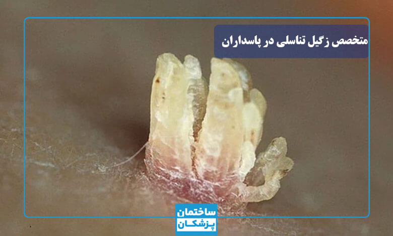 عوارض عدم مراجعه به بهترین دکتر زگیل تناسلی